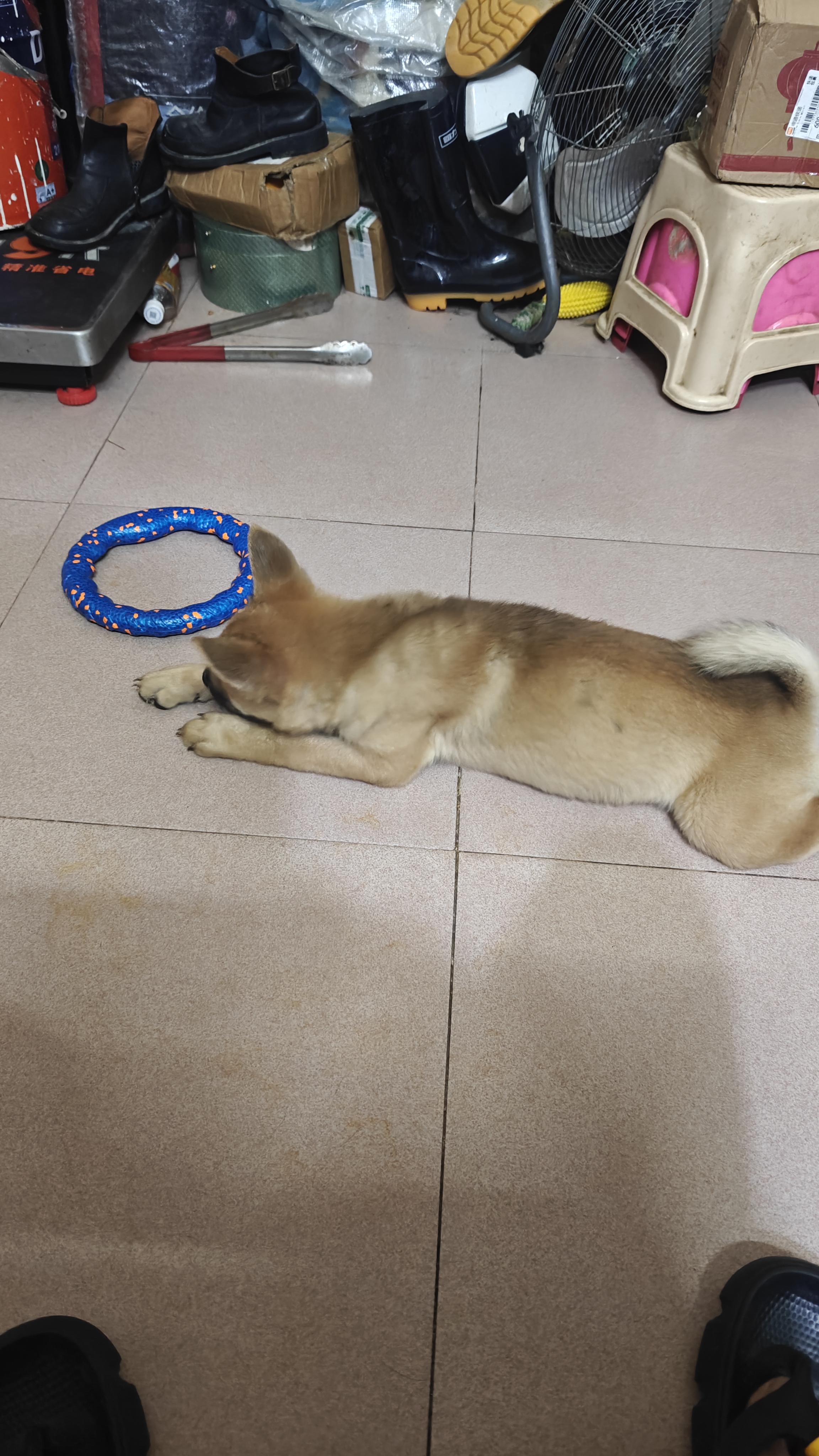 五黑的种，舌头全部黑，基因五黑的种，以后有机会是五黑，